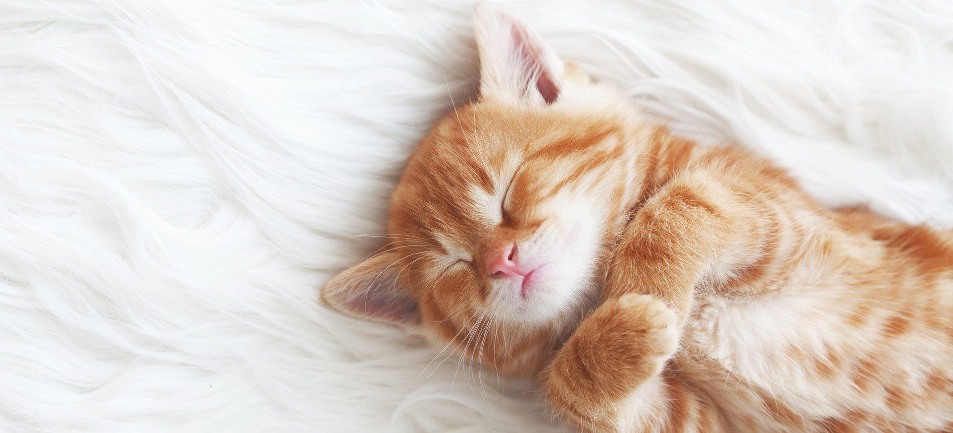 Cattery Prices– Chepstow, Gloucester | Ringtail Cattery